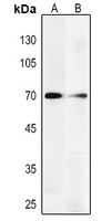 PGHS-2 Mouse Monoclonal Antibody