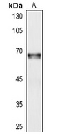 Cochlin Rabbit Polyclonal Antibody