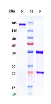 Rabies virus GP Antibody