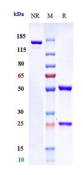 Abm Antibody