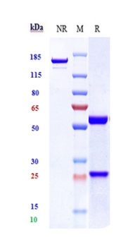 Siglec-2/CD22 Antibody (MMAE)