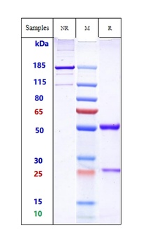 ERBB1/EGFR/HER1 Antibody (MMAE)