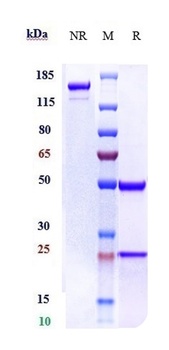 ERBB3/HER3 Antibody (DXD)