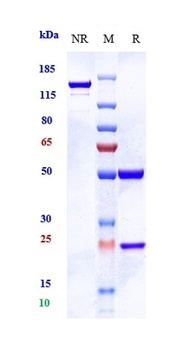 AMHR2 Antibody (MMAE)