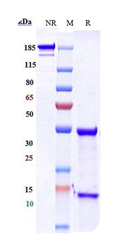 GD3 Antibody (MMAE)