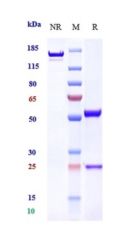FOLR1/FRA Antibody (MMAE)