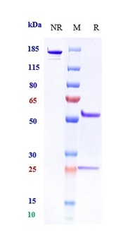 CEACAM5/CEA/CD66e Antibody (MMAE)