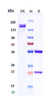 NaPi2b/SLC34A2 Antibody (MMAE)