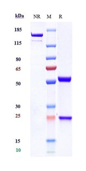 CLDN6/CLD6 Antibody