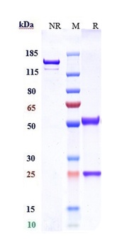 CLDN6/CLD6 Antibody