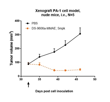 CLDN6/CLD6 Antibody
