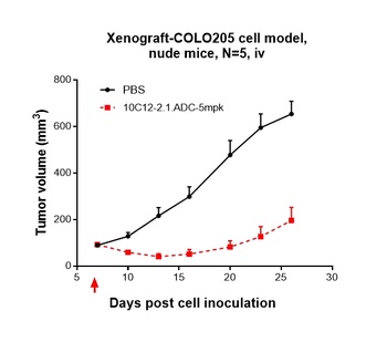 CDH17/Cadherin-17 Antibody