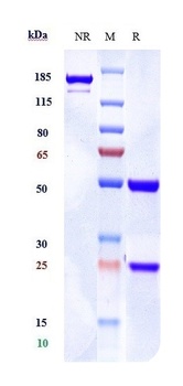 A2AR/AA2AR/ADORA2A/ADORA2 Antibody