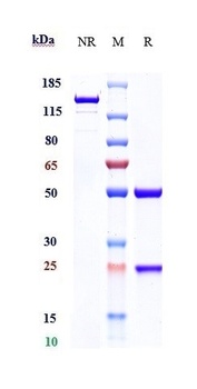 TGFb1 Reference Antibody