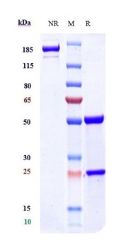 Amyloid Beta Antibody