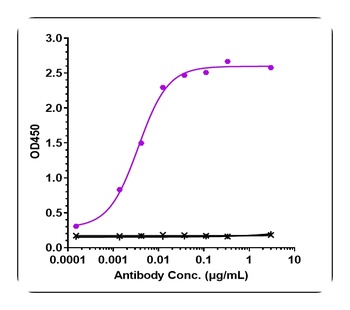 Amyloid Beta Antibody