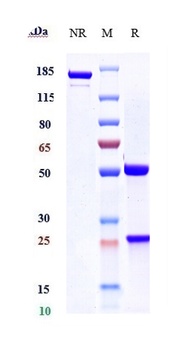 VEGF Antibody