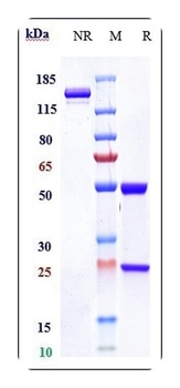 Amyloid Beta Antibody