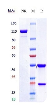 TFPI Antibody