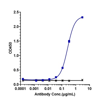 NaPi2b/SLC34A2 Antibody