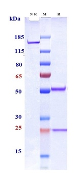 Siglec-3/CD33 Antibody