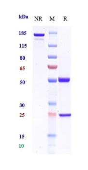 BST2 / CD317 Reference Antibody