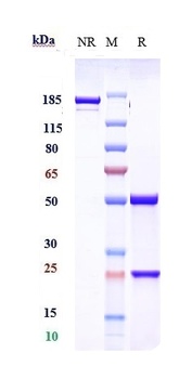 Phosphatidylserine Antibody