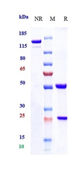 PDCD1/PD-1/CD279 Antibody