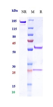 ASIC1 Reference Antibody
