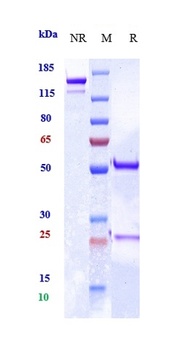 MRC2 / CD280 Reference Antibody