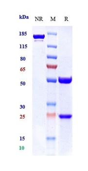 GDF15/MIC1 Antibody