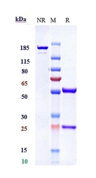 NOTCH1 Reference Antibody