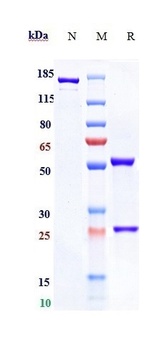 NGF/bNGF Antibody