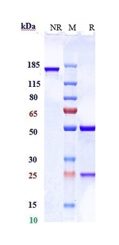 AXL/UFO Antibody