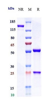 IL-23 Antibody