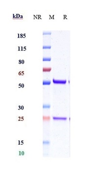 IL-15 Antibody