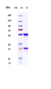 PDCD1/PD-1/CD279 Antibody