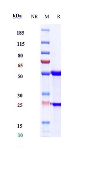 IL-13 Antibody