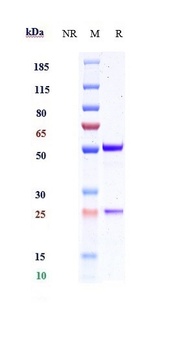 IFNg Antibody