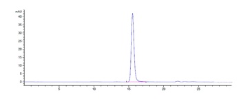 CD47 Antibody