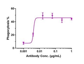 CD47 Antibody