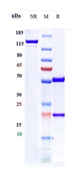 TNFRSF18 / GITR / CD357 Reference Antibody
