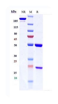IGF1R / CD221 Reference Antibody