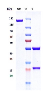 ERBB1/EGFR/HER1 Antibody