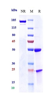 ERBB1/EGFR/HER1 Antibody