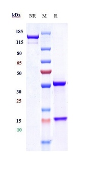 EpCAM/TROP1/CD326 Antibody