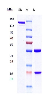 TGFb1 Antibody