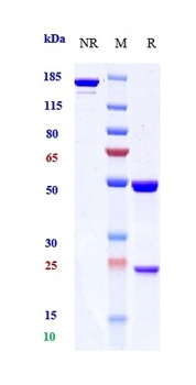 CXCL8 / IL-8 Reference Antibody