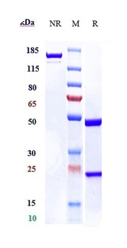 TRP1/TYRP1 Antibody