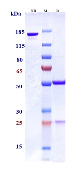 CSF1R/M-CSFR/CD115 Antibody